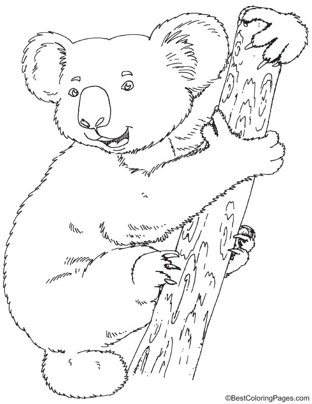 98 Delightful Koala Coloring Pages Printable 61