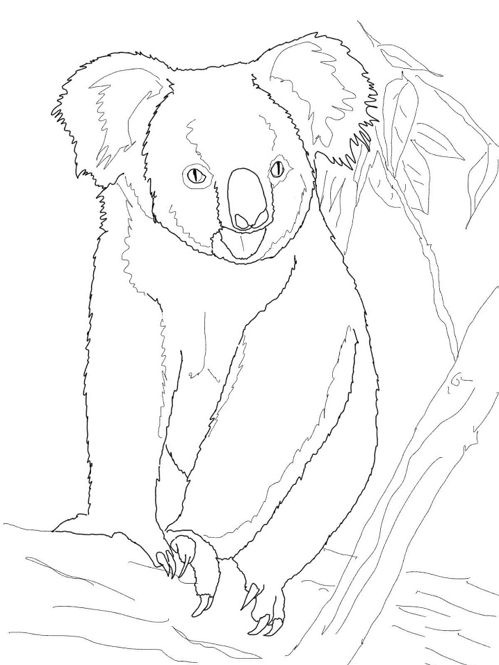 98 Delightful Koala Coloring Pages Printable 72