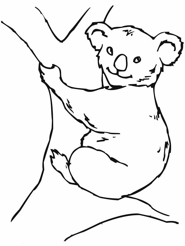 98 Delightful Koala Coloring Pages Printable 75