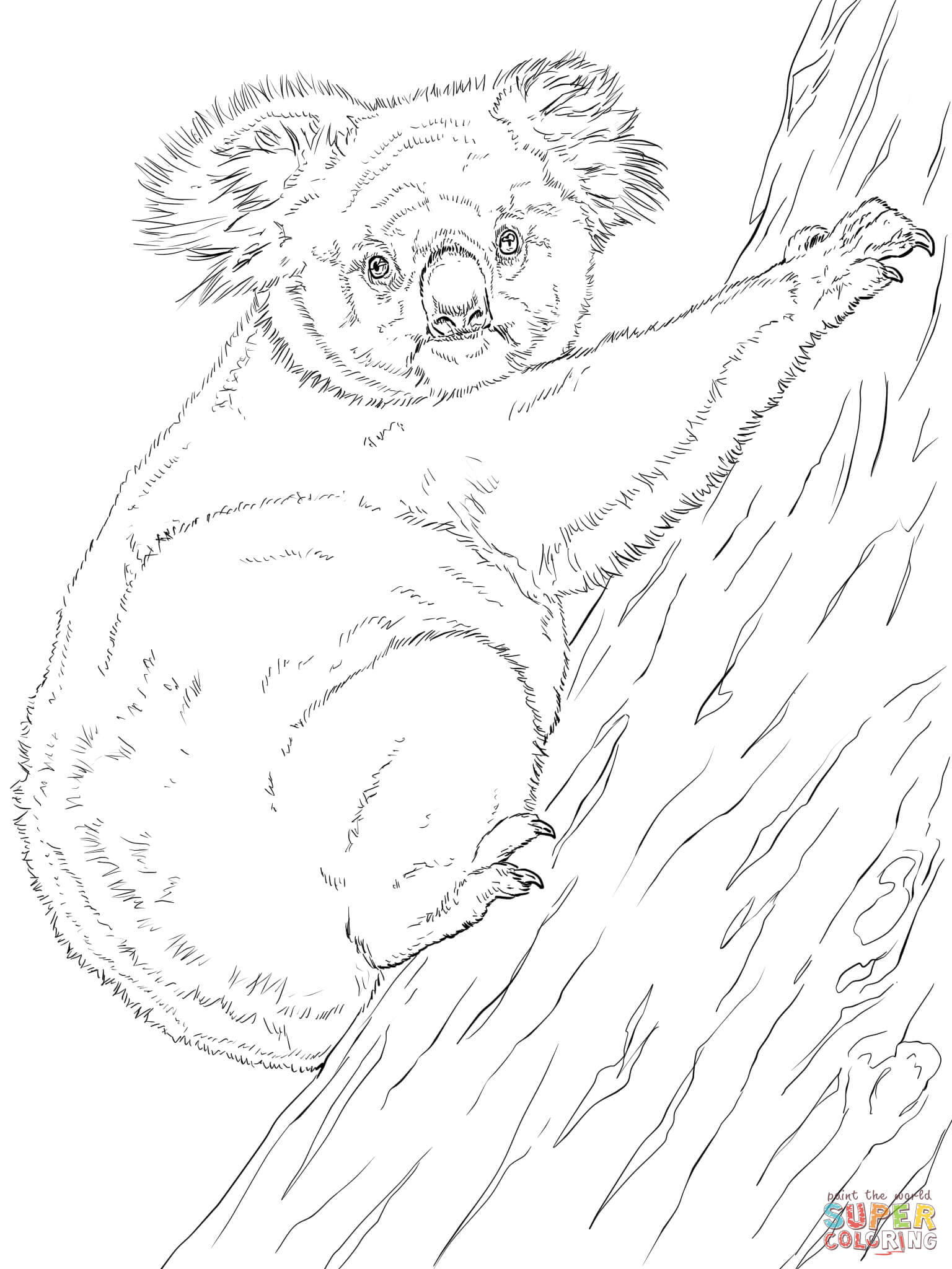 98 Delightful Koala Coloring Pages Printable 85