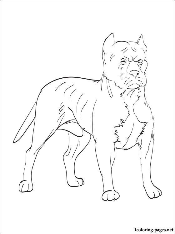 Awesome Pitbull Coloring Pages Printable 12