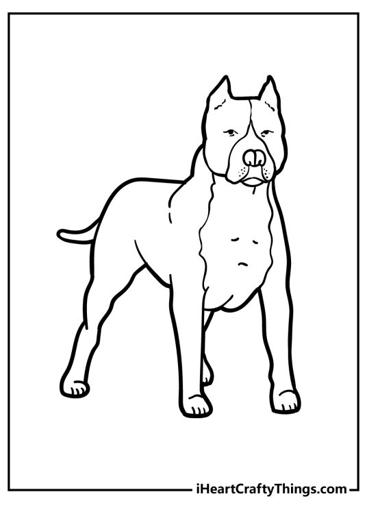 Awesome Pitbull Coloring Pages Printable 28