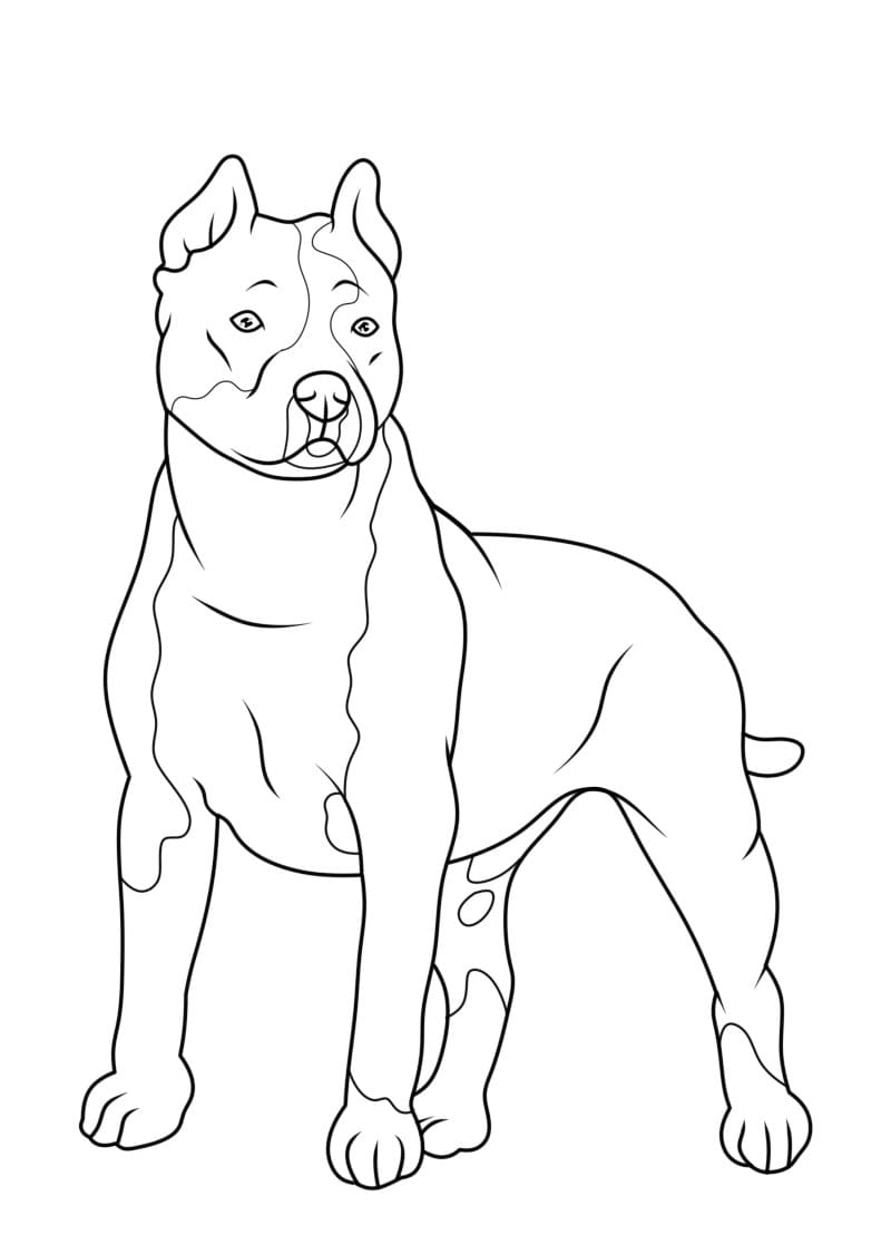 Awesome Pitbull Coloring Pages Printable 30