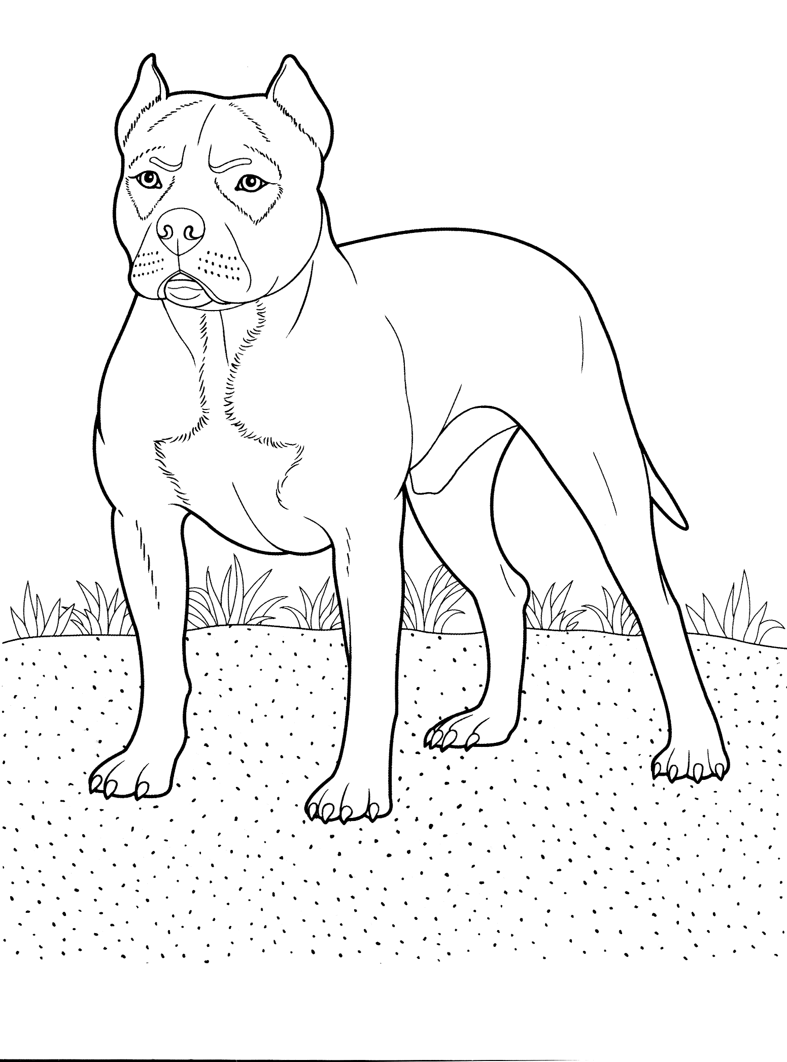 Awesome Pitbull Coloring Pages Printable 35