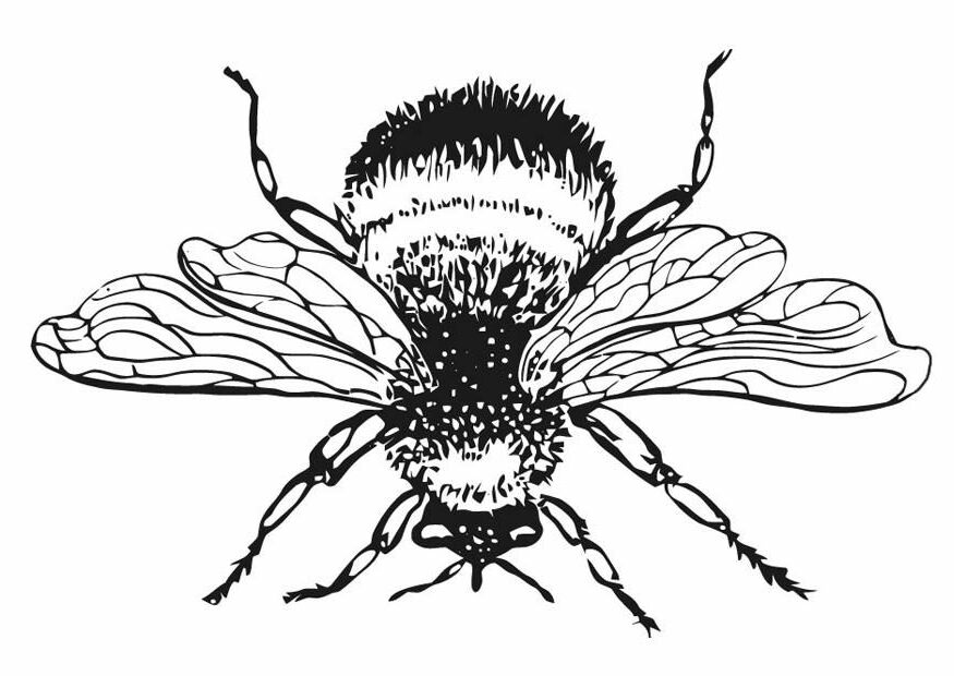 Buzzing Bee Coloring Pages Printable 28