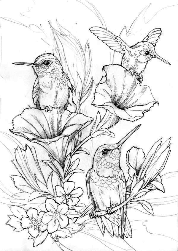 Elegant Bird Coloring Pages Printable 11