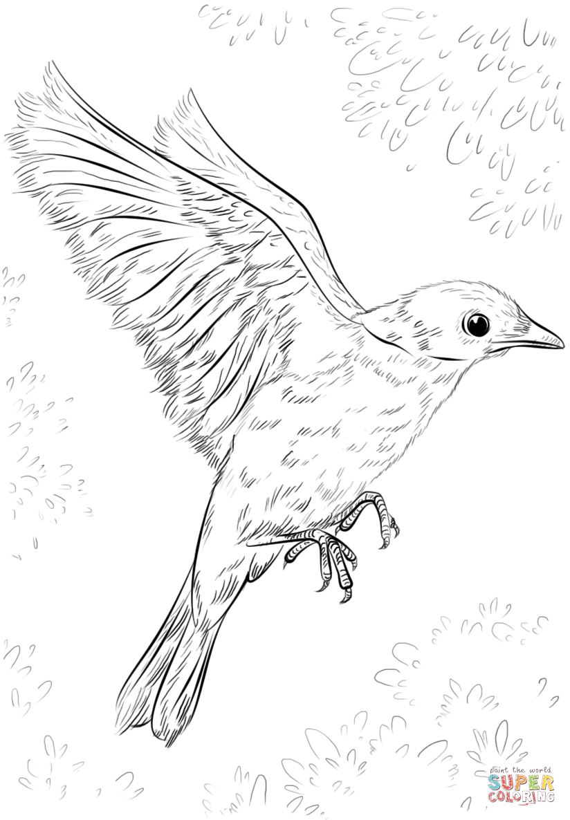 Elegant Bird Coloring Pages Printable 12