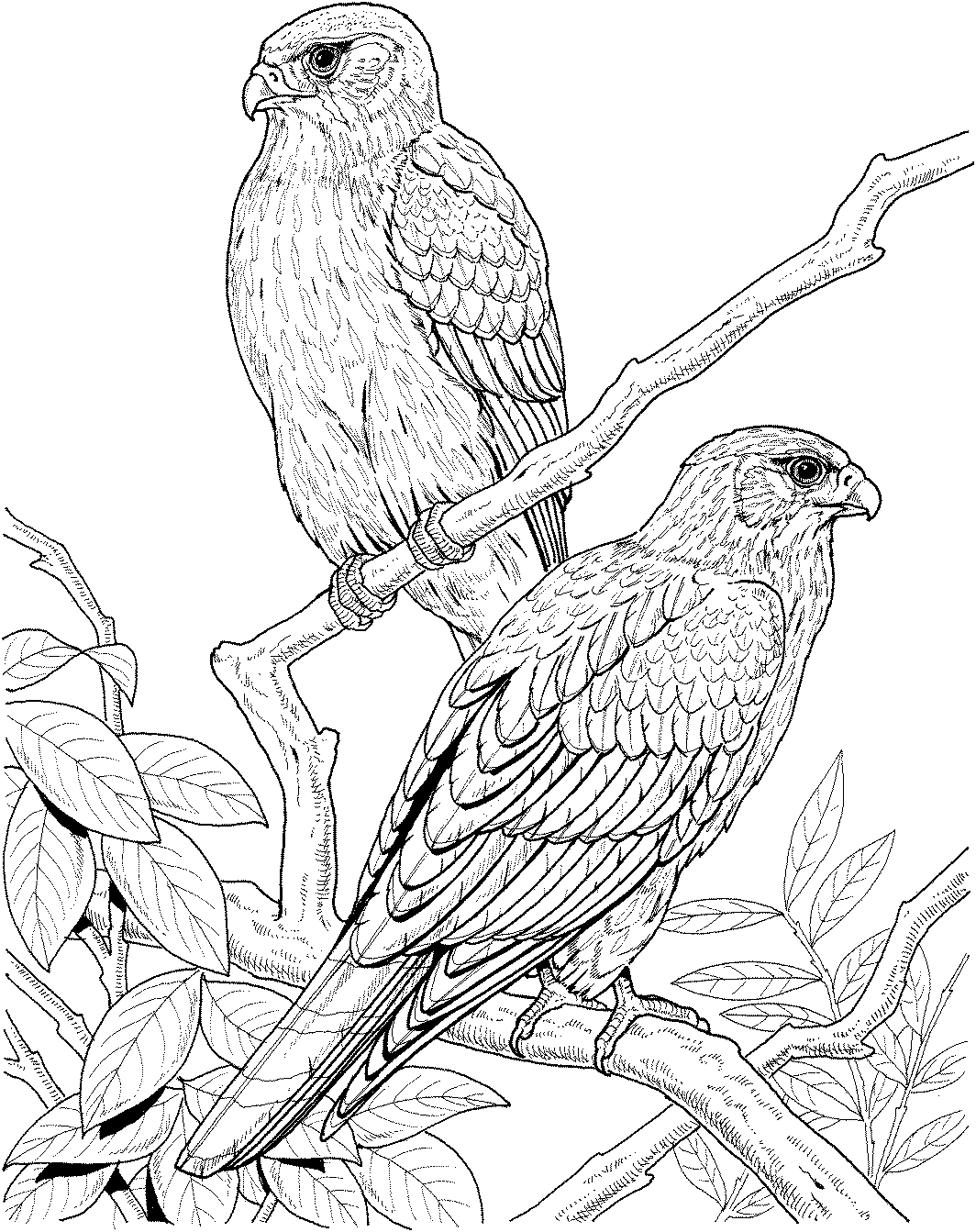 Elegant Bird Coloring Pages Printable 16