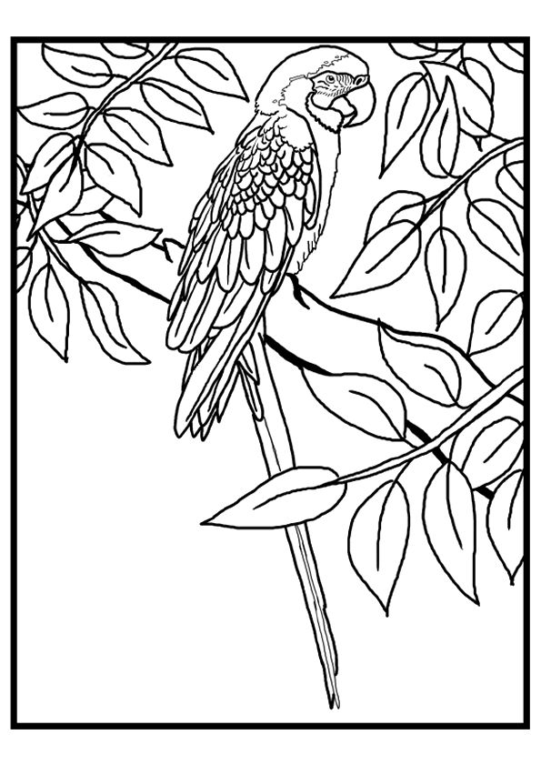 Elegant Bird Coloring Pages Printable 18