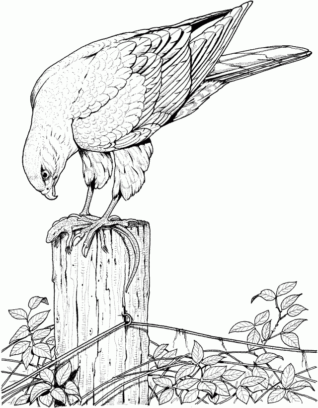 Elegant Bird Coloring Pages Printable 26