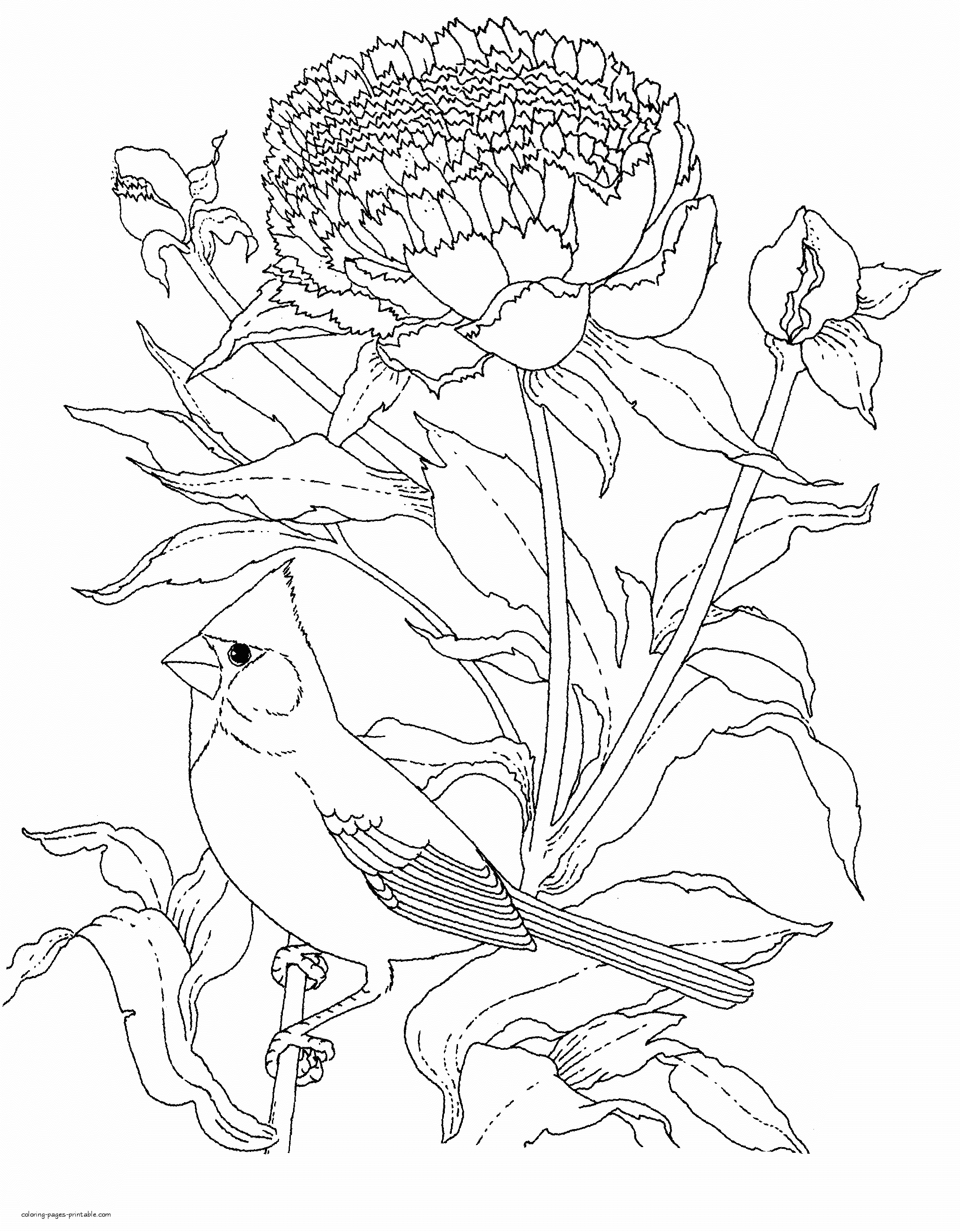 Elegant Bird Coloring Pages Printable 3