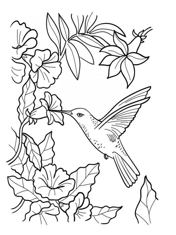 Elegant Bird Coloring Pages Printable 34