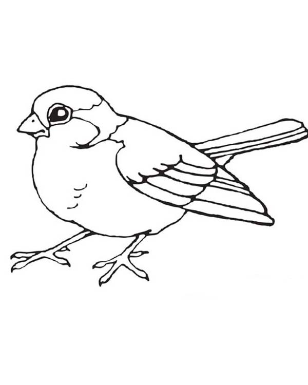 Elegant Bird Coloring Pages Printable 6