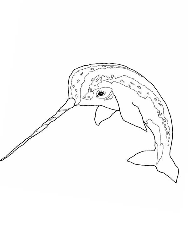 Fantastic Narwhal Coloring Pages Printable 16