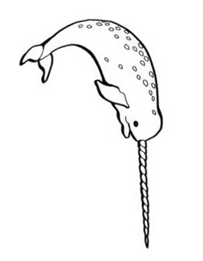 Fantastic Narwhal Coloring Pages Printable 9