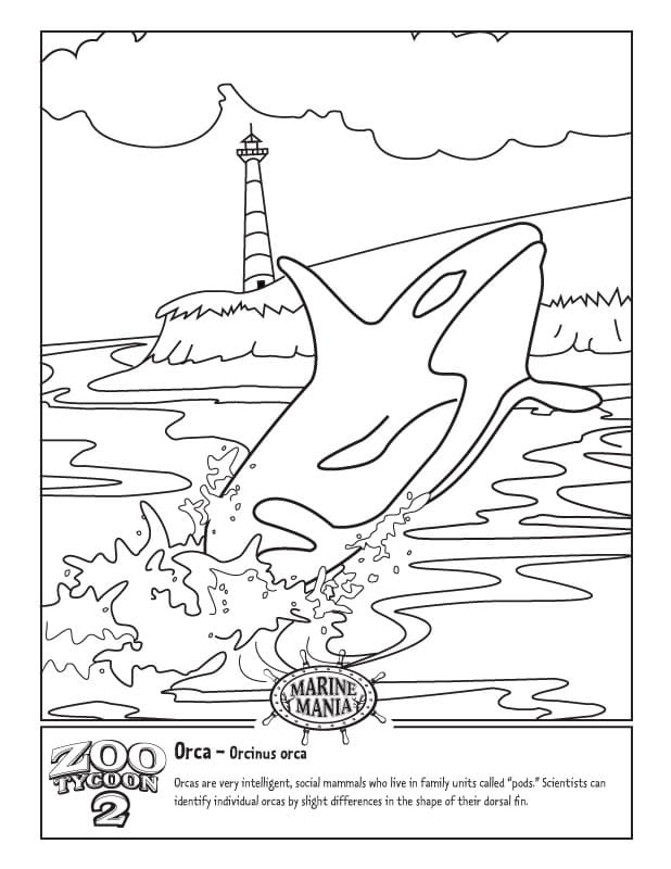 Majestic Killer Whale Coloring Pages Printable 15