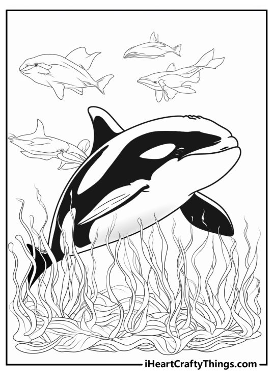 Majestic Killer Whale Coloring Pages Printable 2