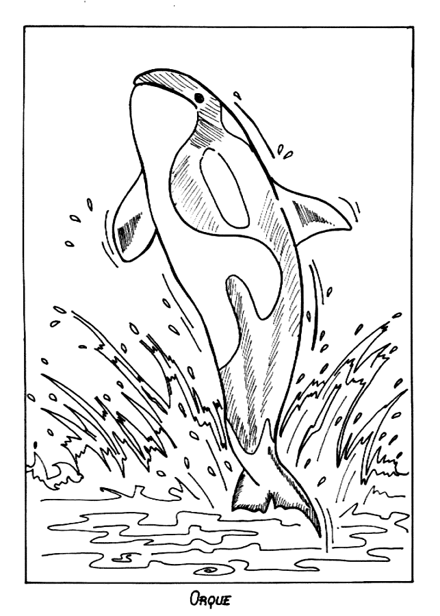 Majestic Killer Whale Coloring Pages Printable 25