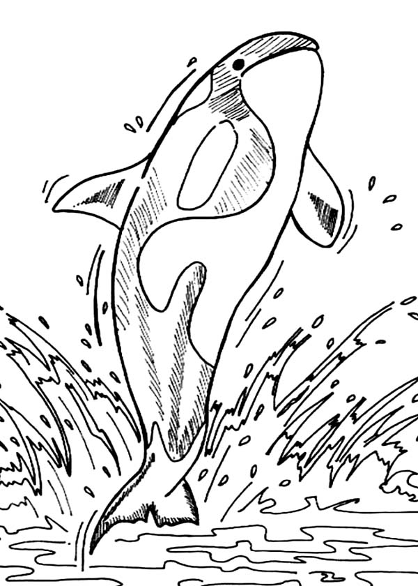 Majestic Killer Whale Coloring Pages Printable 26