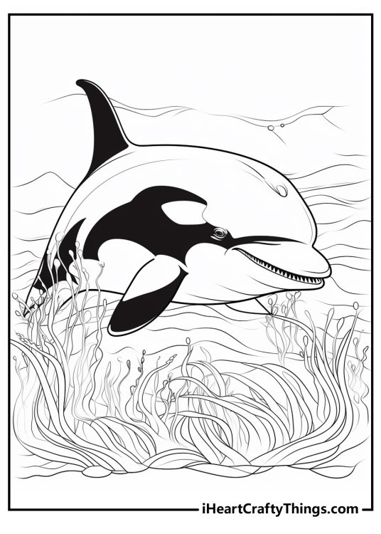 Majestic Killer Whale Coloring Pages Printable 3