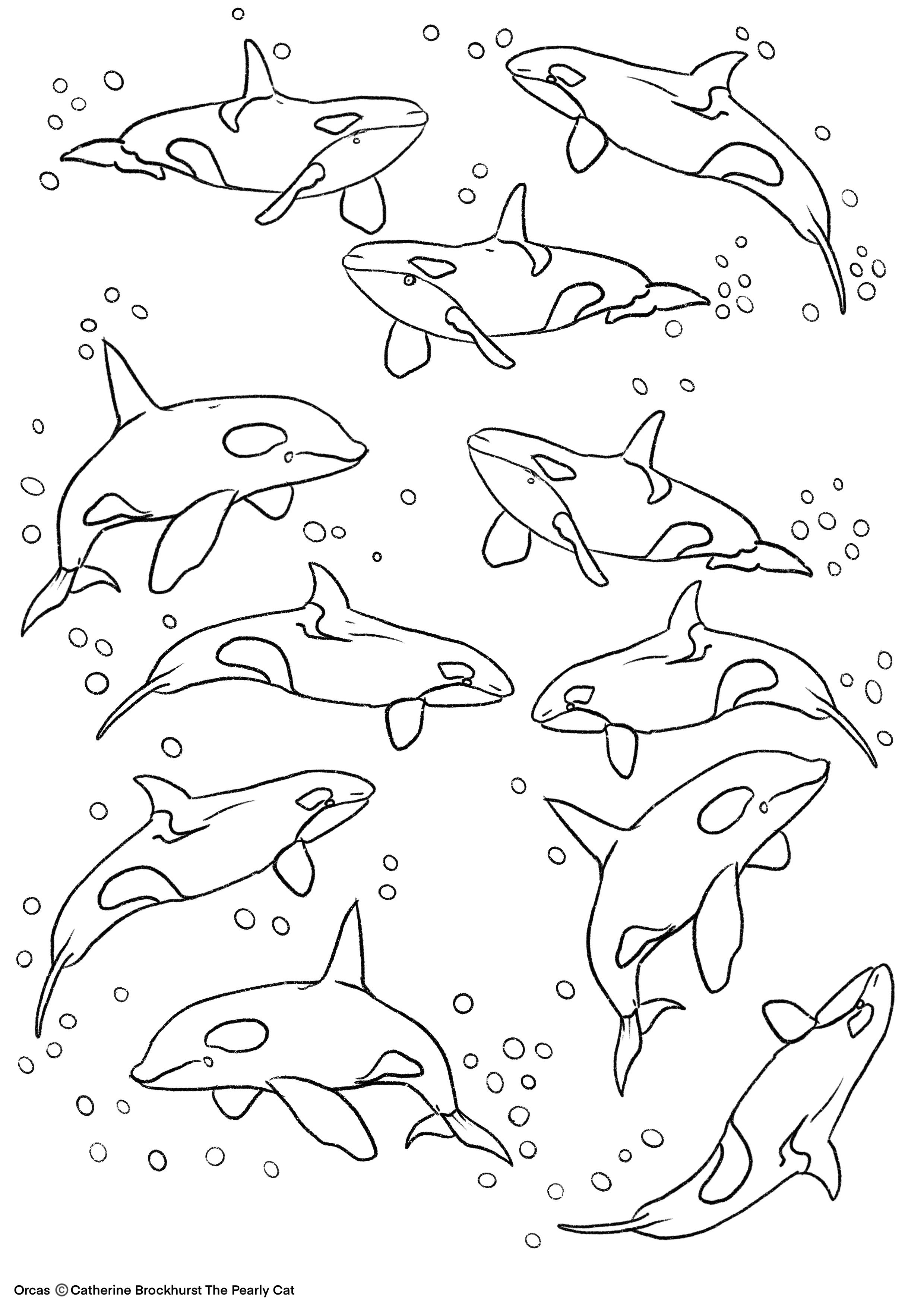 Majestic Killer Whale Coloring Pages Printable 30