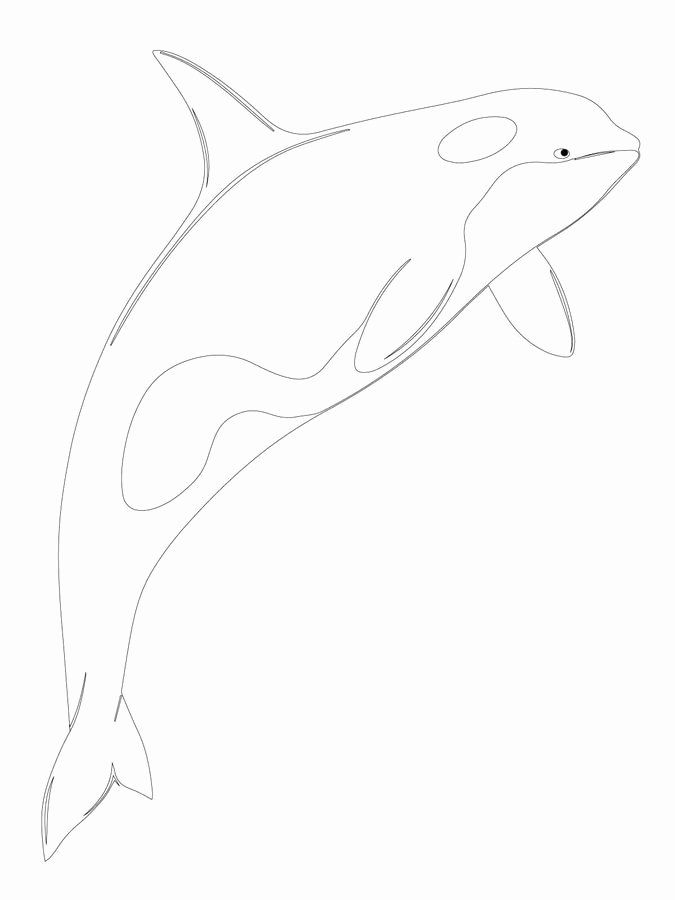 Majestic Killer Whale Coloring Pages Printable 33