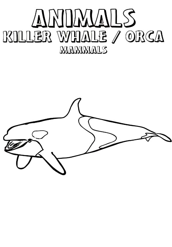 Majestic Killer Whale Coloring Pages Printable 35