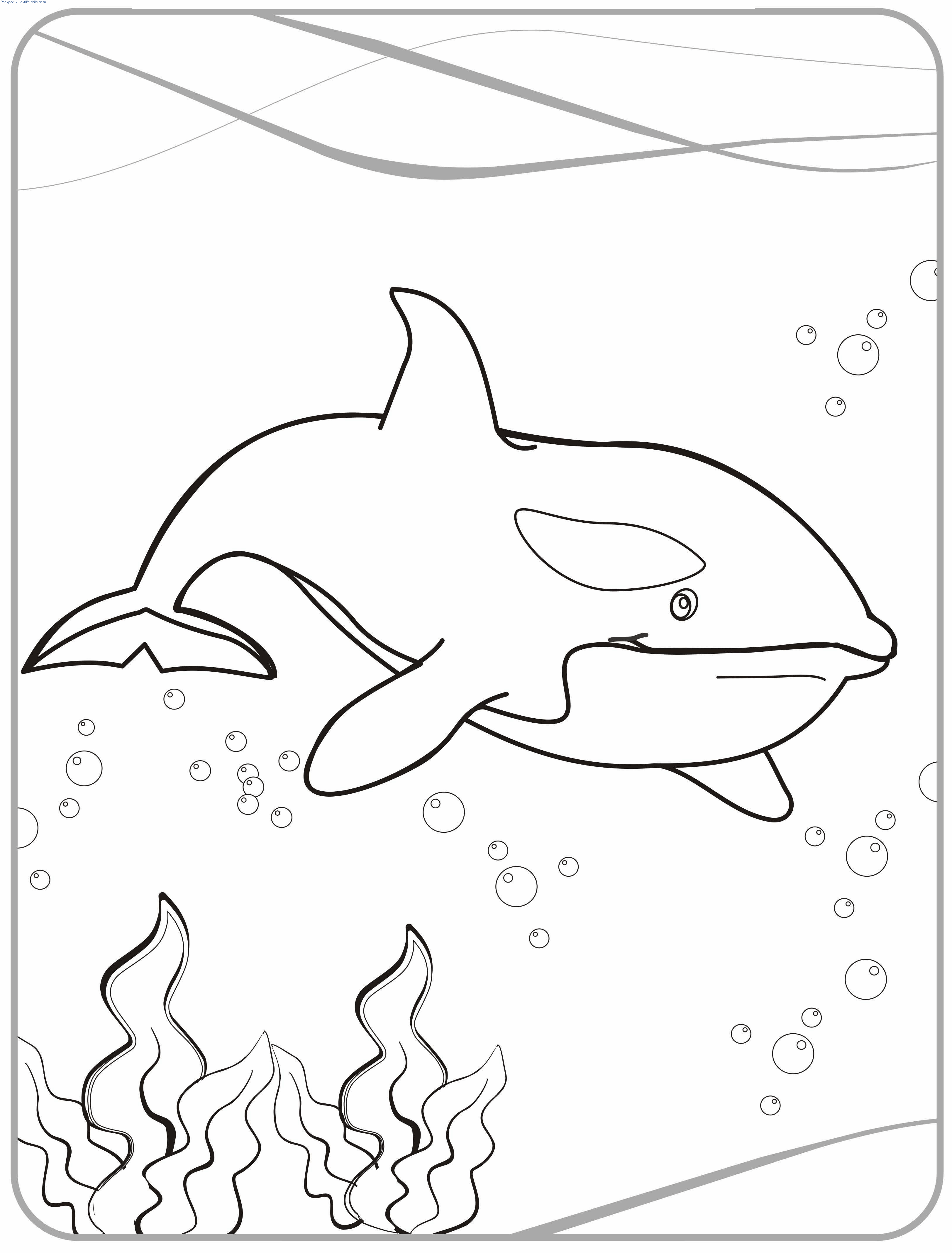 Majestic Killer Whale Coloring Pages Printable 4