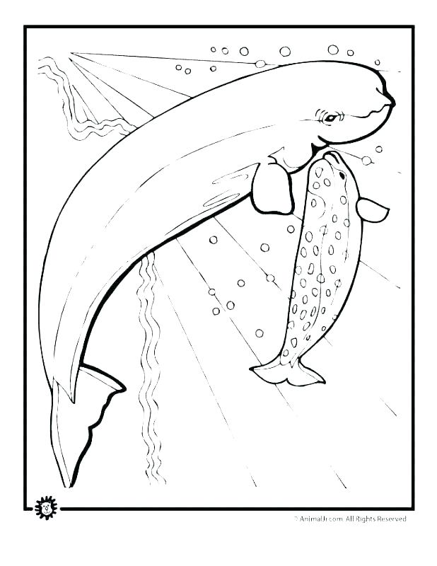 Majestic Killer Whale Coloring Pages Printable 5