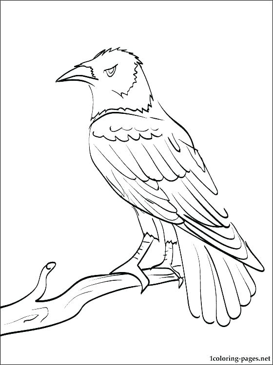 30 Ravens Football Coloring Pages Printable 19