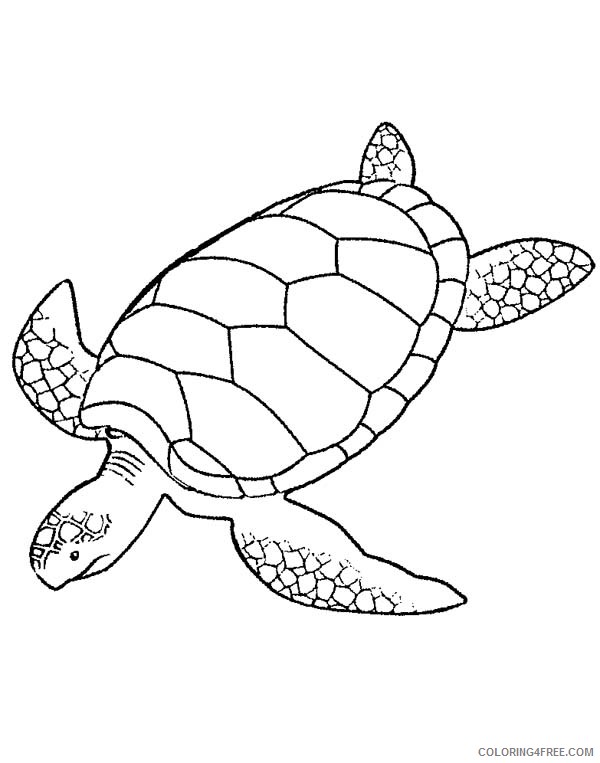 31 Cool Turtle Coloring Pages Printable 10