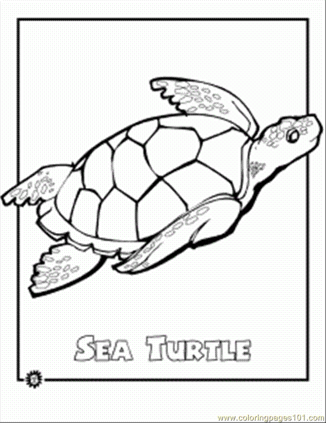 31 Cool Turtle Coloring Pages Printable 17