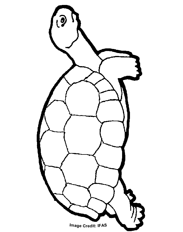 31 Cool Turtle Coloring Pages Printable 35