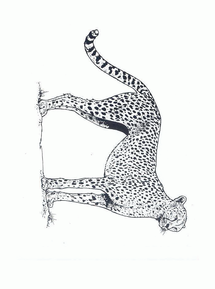 34 Cheetah Coloring Pages Printable 18