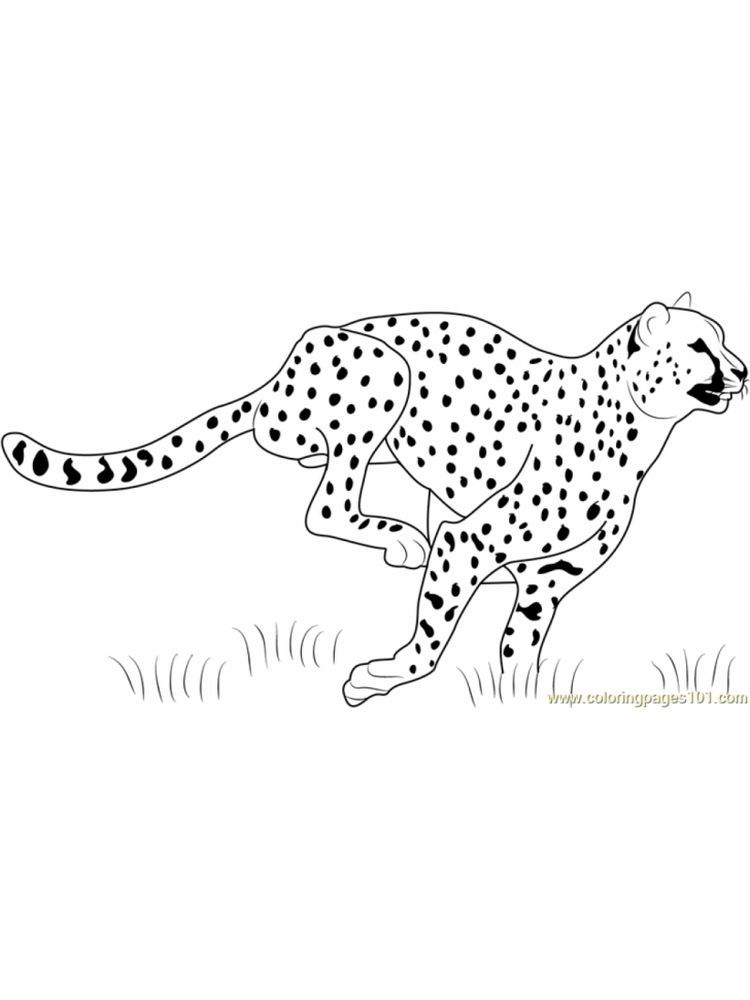 34 Cheetah Coloring Pages Printable 19