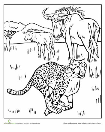 34 Cheetah Coloring Pages Printable 22