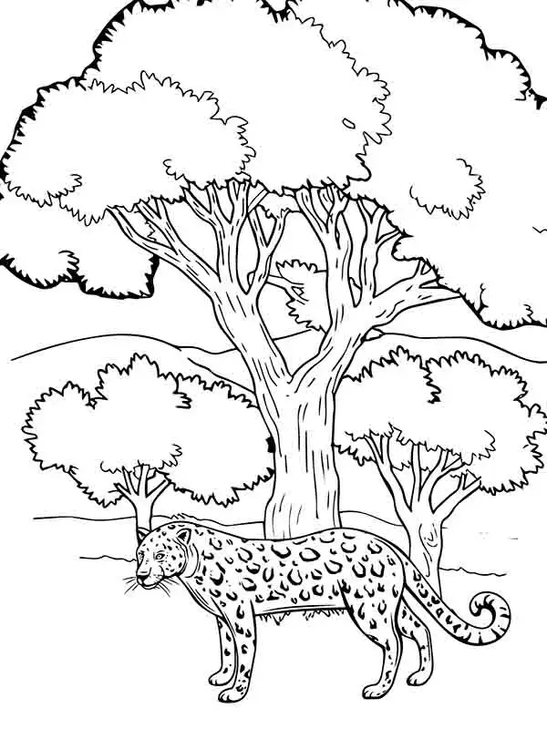 34 Cheetah Coloring Pages Printable 23