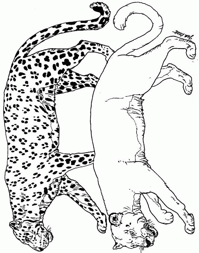 34 Cheetah Coloring Pages Printable 24