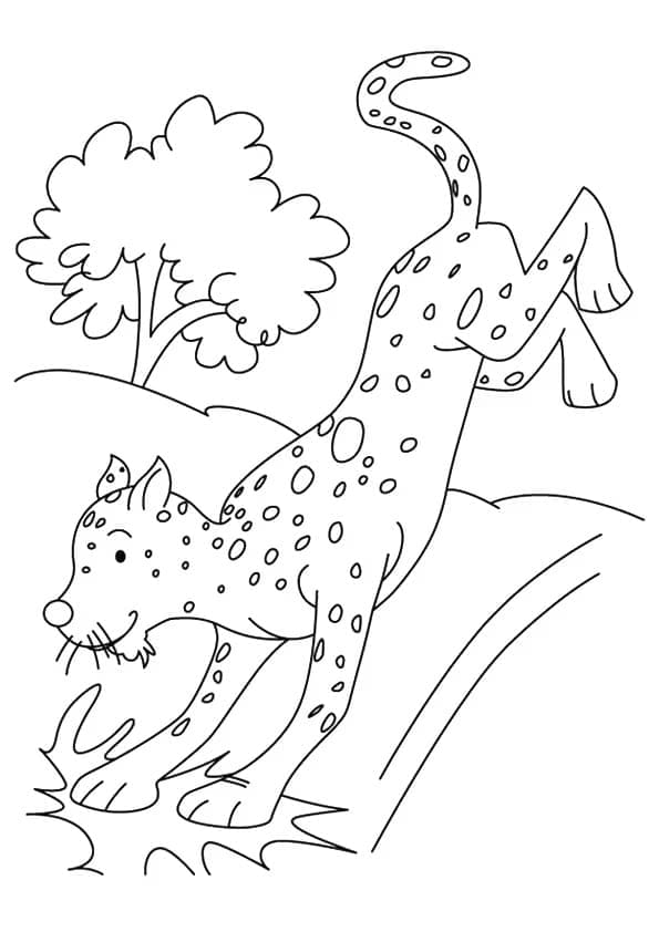 34 Cheetah Coloring Pages Printable 30