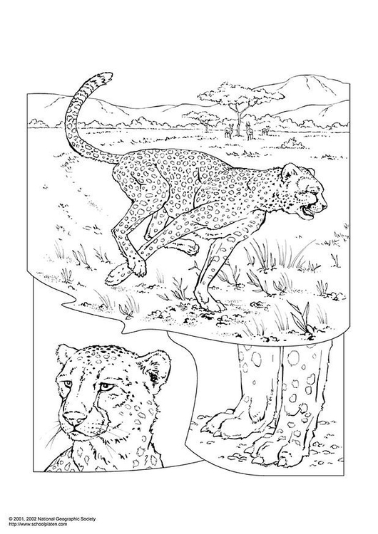 34 Cheetah Coloring Pages Printable 32