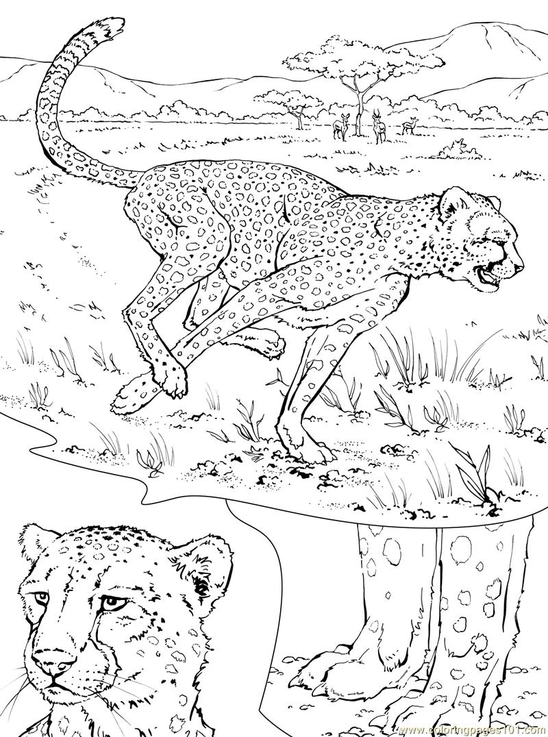 34 Cheetah Coloring Pages Printable 8