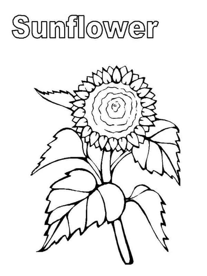 34 Sunny Sunflower Coloring Pages Printable 11