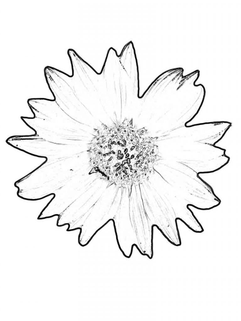 34 Sunny Sunflower Coloring Pages Printable 20