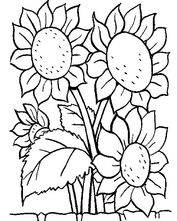 34 Sunny Sunflower Coloring Pages Printable 21