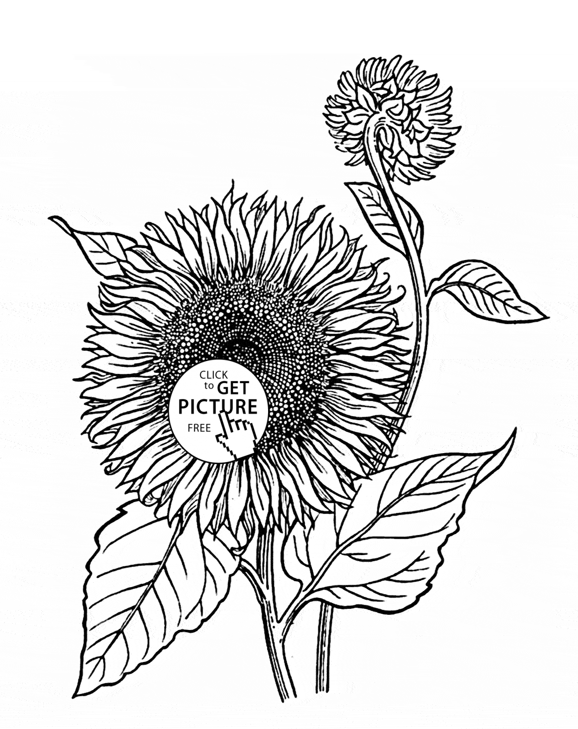 34 Sunny Sunflower Coloring Pages Printable 22