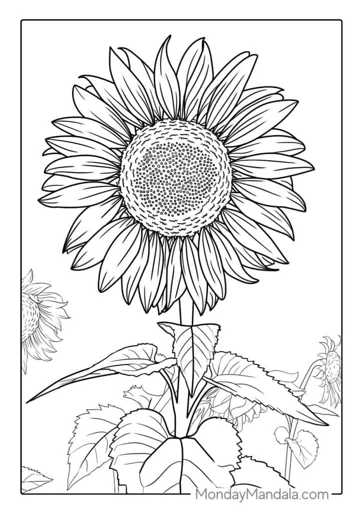 34 Sunny Sunflower Coloring Pages Printable 33