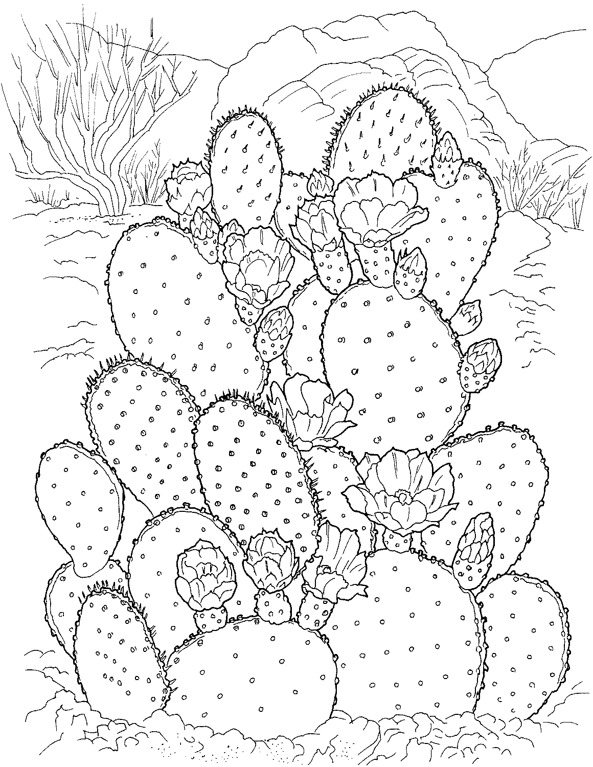 35 Cute Cactus Coloring Pages Printable 3