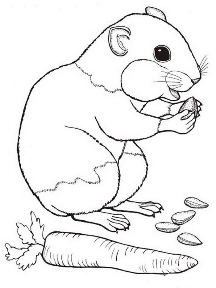 35 Cute Hamster Coloring Pages Printable 18