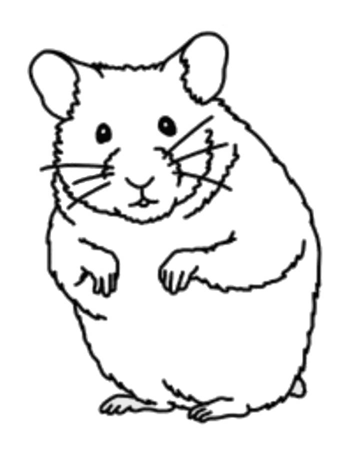 35 Cute Hamster Coloring Pages Printable 23