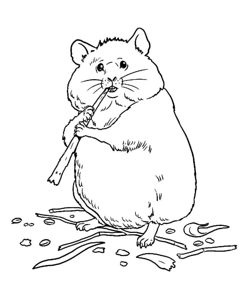 35 Cute Hamster Coloring Pages Printable 24